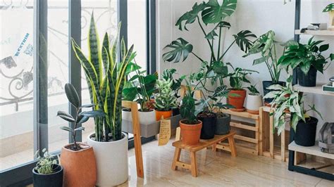 14 Plantas De Interior Sin Flores Pero Muy Bonitas