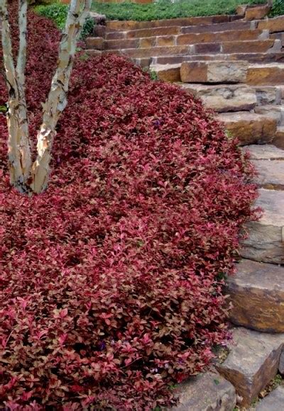 Growing The Purple Wintercreeper Euonymus Fortunei Coloratus