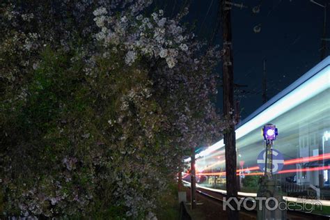 桜 嵐電 京都写真ギャラリー 京都観光情報 Kyotodesign