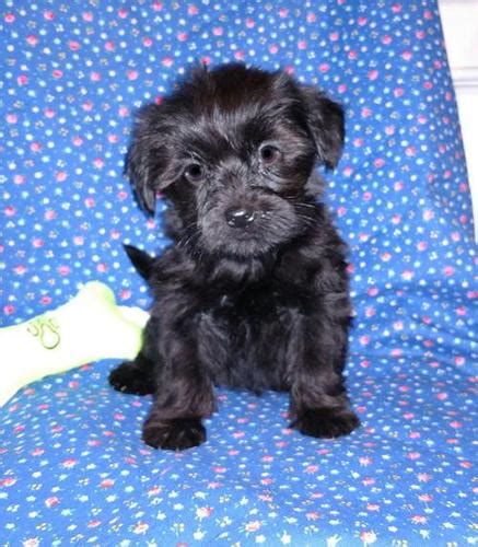 Shorkie Tzu Puppy for Sale - Adoption, Rescue | Shorkie Tzu Puppy Adoption in Charlton MA ...