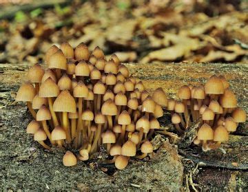 Helmovka Lutonoh Mycena Renati Qu L Ohoubach Cz