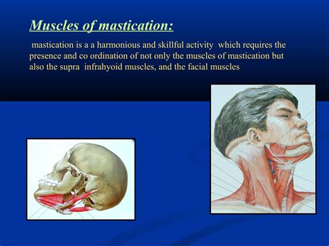 Temporomandibular Joint Development And Anatomy Ppt