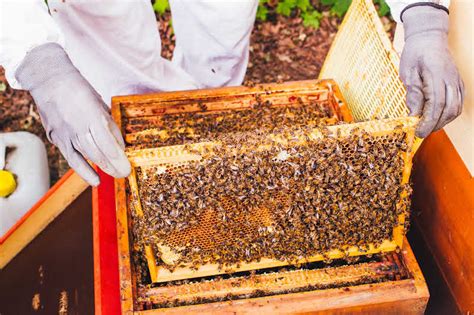 What Are Buckfast Honey Bees? Must-Read Guide Bee Professor