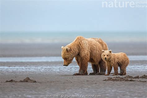 Stock Photo Of Grizzly Bear Coastal Brown Bear Ursus Arctos