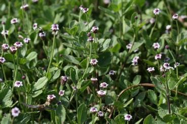 Weeds Of The Eaa Everglades Research And Education Center