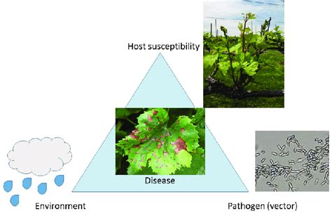 Disease triangle adapted with permission from Agrios [9], pictures... | Download Scientific Diagram