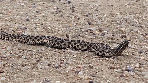 Snakes of Colorado | Museum of Natural History | University of Colorado Boulder