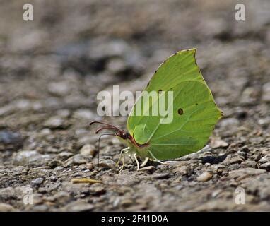 Gonepteryx Rhamni Known As The Common Brimstone Is A Butterfly Of The