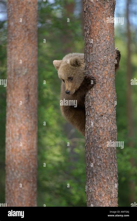 European Brown Bear Ursus Arctos Cub Climbing Pine Tree In Taiga Forest