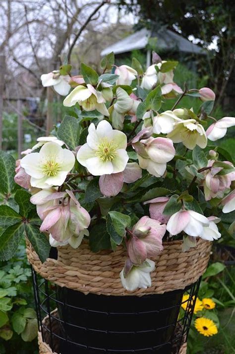 Hellebore Mollys White 180mm Avalon Nursery