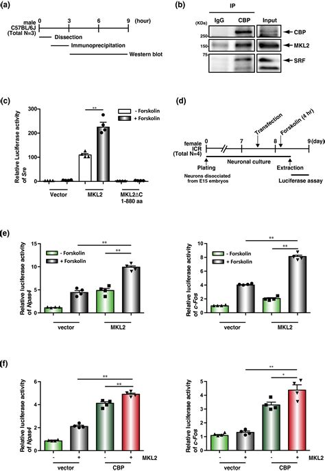 Dynamic Subcellular Localization And Transcription Activity Of The SRF