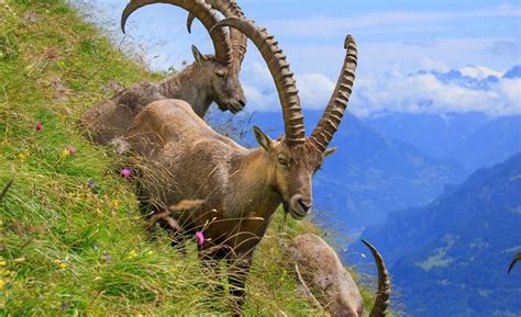 Faune Et Flore En Montagne