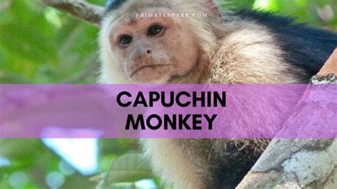 Capuchin Monkey Facts and Profile - Primates Park