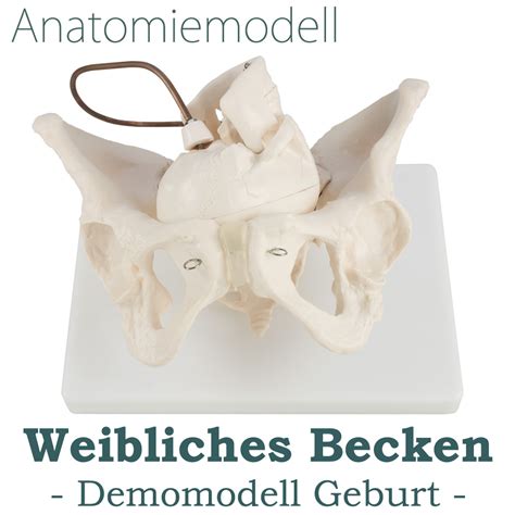 Anatomie Modell Model Weiblich Skelett Geburt Demonstration Becken