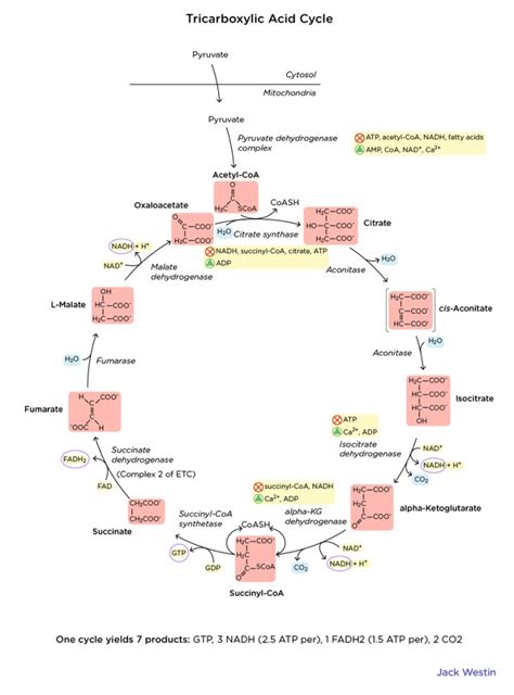 Regulation Of The Cycle Citric Acid Cycle Mcat Content