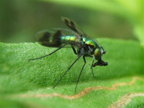 Long Legged Fly W Prey Condylostylus Patibulatus BugGuide Net