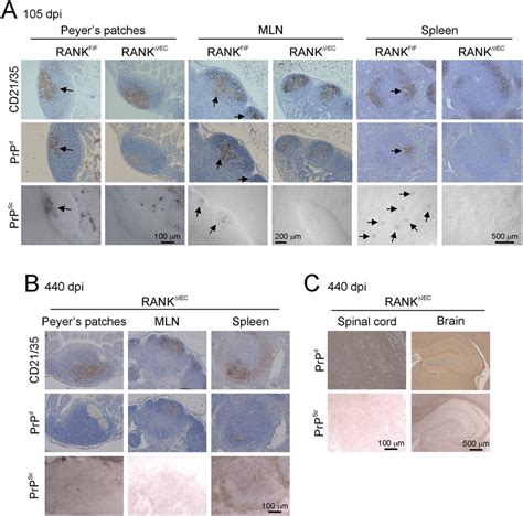 Prp Sc Accumulation Upon Follicular Dendritic Cells Fdc After Oral