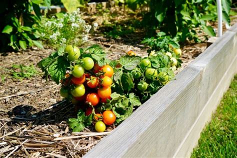 Best Tasting Tomato Varieties Tomato Geek