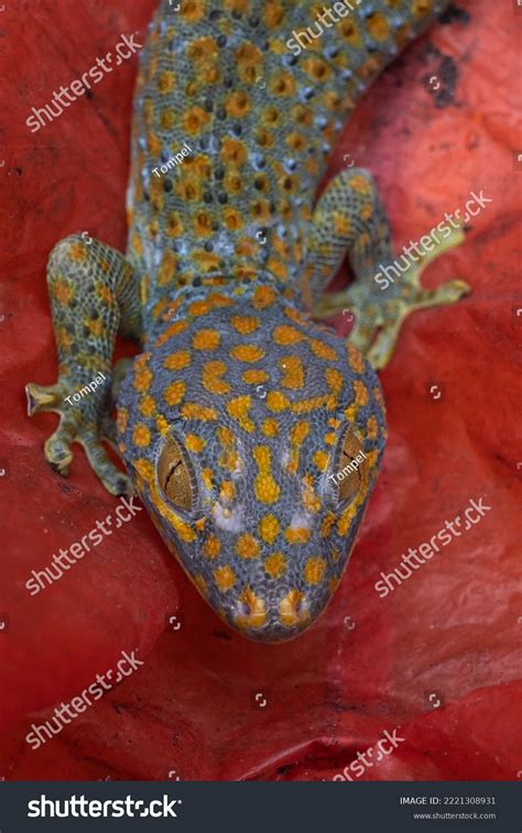 Gecko Kind Lizard Genus Gekko Tribe Stock Photo 2221308931 Shutterstock