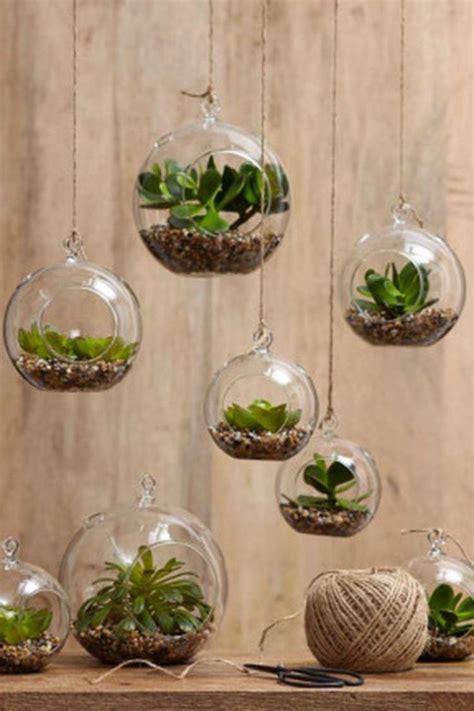 Stunning Beauty Succulents For Houseplant Indoor Decorations