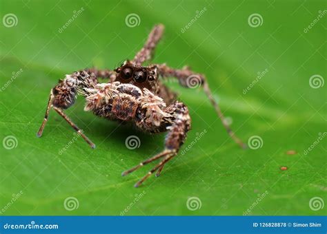 Portia Spider - Smartest Spider In The World Royalty-Free Stock Photo | CartoonDealer.com #29080275