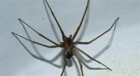 The Dangerous Violin Spider Symptoms Identification And Treatment