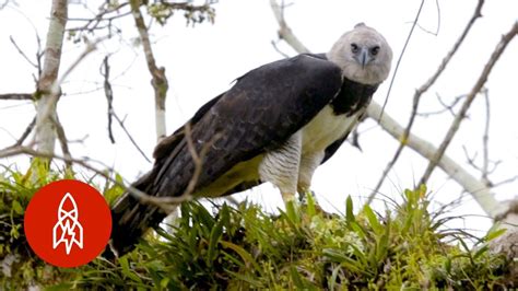 Top Imagen Aguila Arpia En Peligro De Extincion En Venezuela