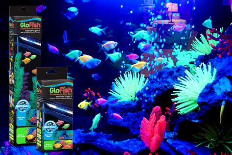 A Glofish Review Everything To Know Before You Buy Artofit