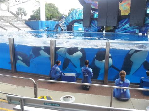 A highlight of working at SeaWorld Orlando - seeing all of these ...