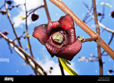 Close-up flowers of the common paw paw tree (asimina triloba Stock ...