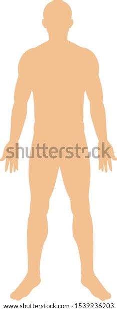 Human Anatody On White Background Illustration Stock Vector Royalty