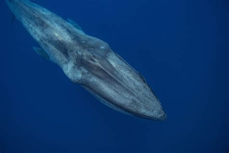 Biggest Whale Ever Recorded American Oceans