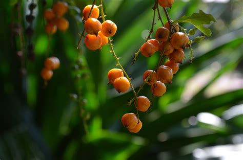 Gambar Pohon Cabang Menanam Buah Daun Bunga Makanan