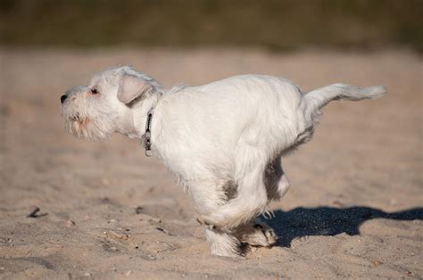 Miniature Schnauzer Puppy Photograph By Marta Holka Fine Art America