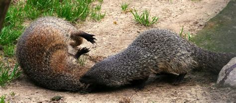 The Infamous Egyptian Mongoose | Critter Science