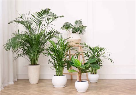 Indoor palm tree - advice for easy care, watering and best species