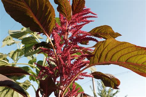 La Planta Del Amaranto Huerto En Casa