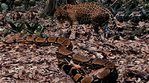 Pertarungan Di Dalam Hutan Jaguar Kalah Melawan Ular Boa Raksasa