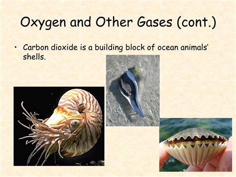 Ppt The Oceans Are A Connected System Powerpoint Presentation Free Download Id 6001460