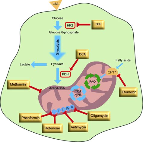 Metabolic Targets Of Cancer Stem Cells In General Metabolic