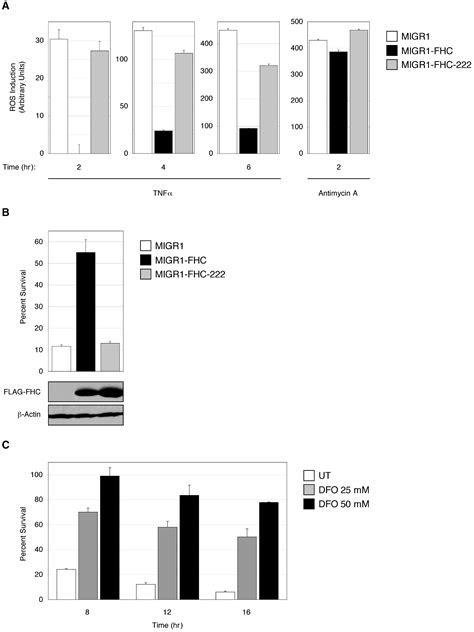 Ferritin Heavy Chain Upregulation by NF κB Inhibits TNFα Induced