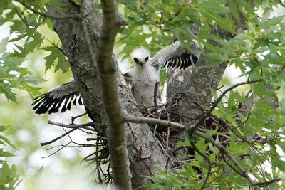 Zenfolio | Scott Weberpal | First Confirmed Nesting Mississippi Kite in ...