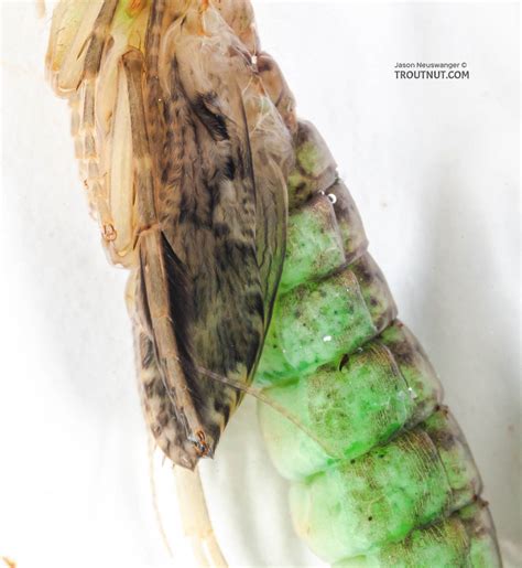 Rhyacophila (Green Sedge) Caddisfly Pupa Pictures