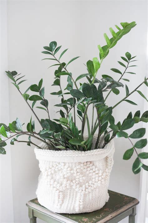 Low Light Bathroom Plants | Home Inspiration