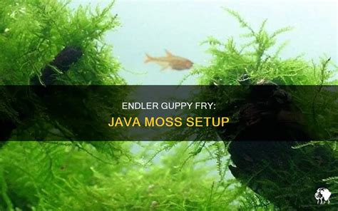 Endler Guppy Fry Java Moss Setup PetShun