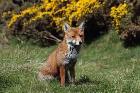 Wild Fox Aberdeen Scotland Canon 70d Sigma 150500mm Lens Flickr