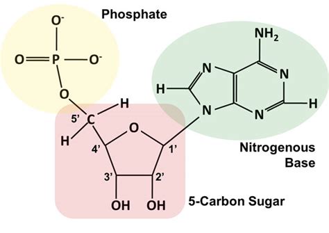 Nucleotides Bartleby