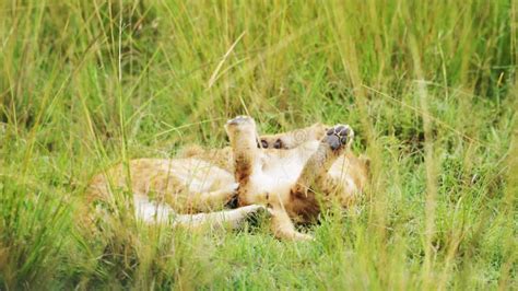 Lion Cubs Playing in Africa, Funny Baby Animals of Cute Young Lions in ...