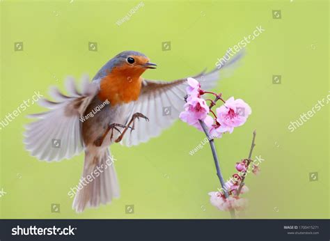 Flying Robin: Over 2,931 Royalty-Free Licensable Stock Photos | Shutterstock