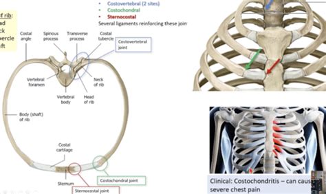 Anatomy Lecture 3 Thoracic Wall Breast Flashcards Quizlet